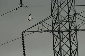 Electricity rates charged by Pacific Gas and Electric Co. are on average about 3 per month higher than the rates charged by Marin Clean Energy. (IJ